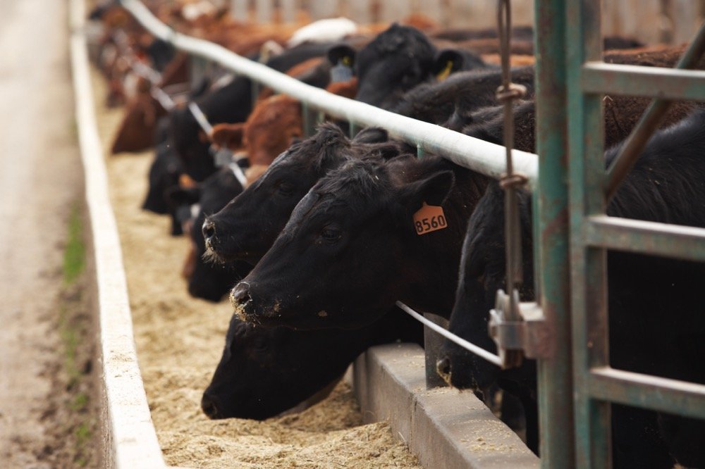 (Photo courtesy Canada Beef Inc.)
