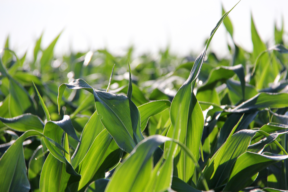 Manitoba Crop Alliance fills corn committee