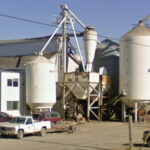 Farmers recently lined up at Global Grain’s Plum Coulee facility to retrieve their edible beans.
