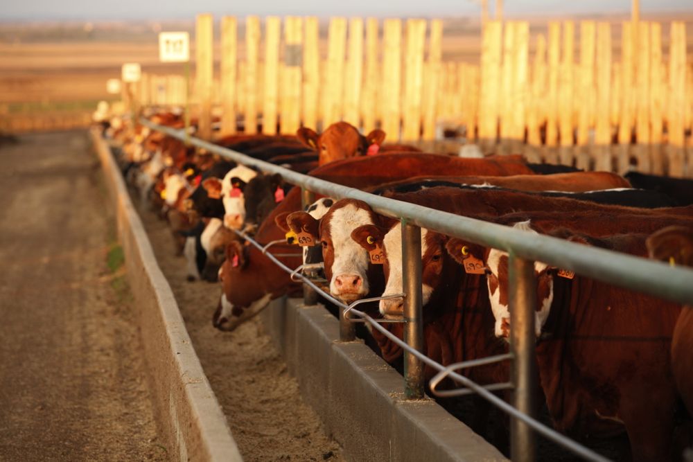 (Photo courtesy Canada Beef Inc.)
