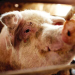 “The robot reduces the presence of humans on the pig farms, and generates data that helps improve overall herd management.” – Giobani Molin, Roboagro director