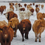 Cattle producers finally get a little help from Mother Nature, in the form of a mild winter.