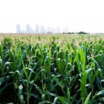 File photo of a Chinese cornfield. (Baona/iStock/Getty Images)