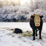 There are a host of factors to take into account if you’re thinking of changing your calving season, but the main question to answer is: What works best for you?