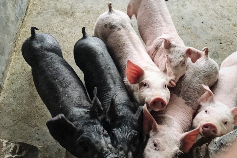 File photo of piglets at a hog operation in China. (KuLouKu/iStock/Getty Images)
