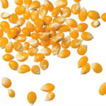 Mexican corn bans complex
