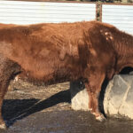 This cow is showing hair loss because of lice.