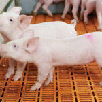 New research suggests that animal infections can come on feed.