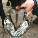 While the vast majority of shod horses can make the change to barefoot, the transition is much more likely to be successful, comfortable and enjoyable for both the horse and owner if the horse is properly assessed before transition is undertaken. Although the quality of the hoof wall in this back foot is in poor condition the structures at the back of the hoof (frog and heels) are in good health and thus the transition period for this horse from shod to barefoot will be reasonably quick and uneventful without complications.