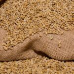 File photo of South African malting barley. (Sunshine Seeds/iStock/Getty Images)