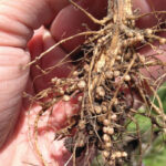 Inoculants to encourage pulse crops to nodulate are a familiar form of biological product.