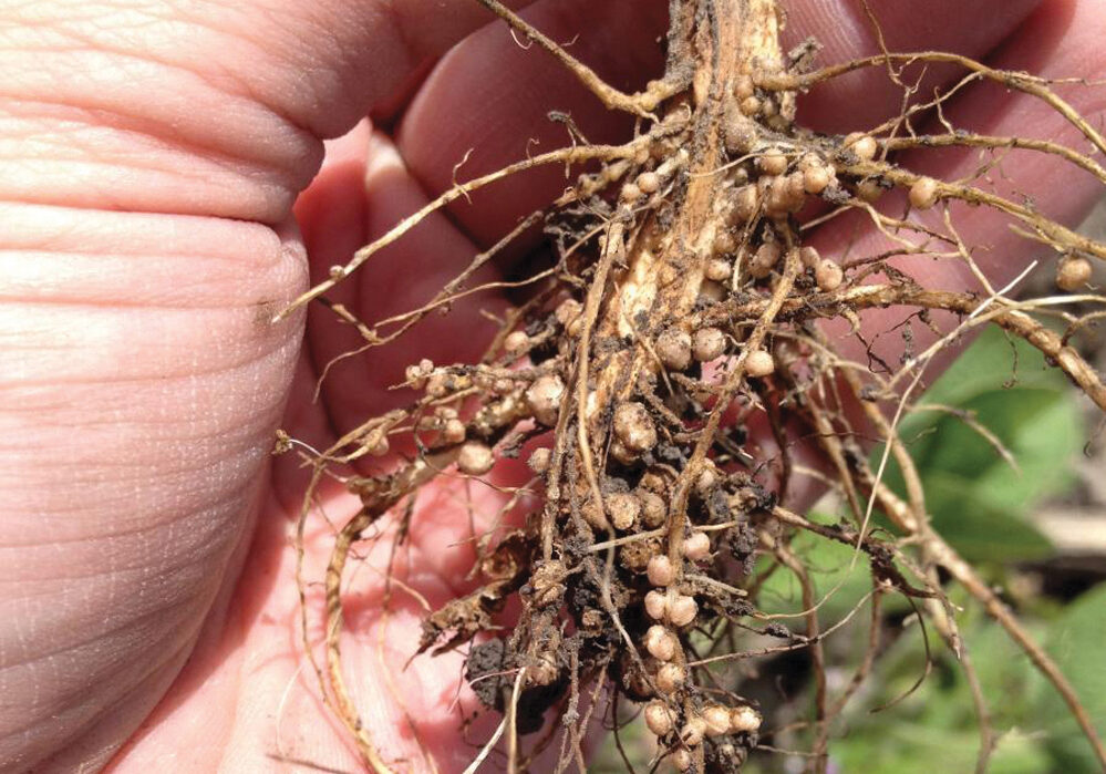Inoculants to encourage pulse crops to nodulate are a familiar form of biological product.
