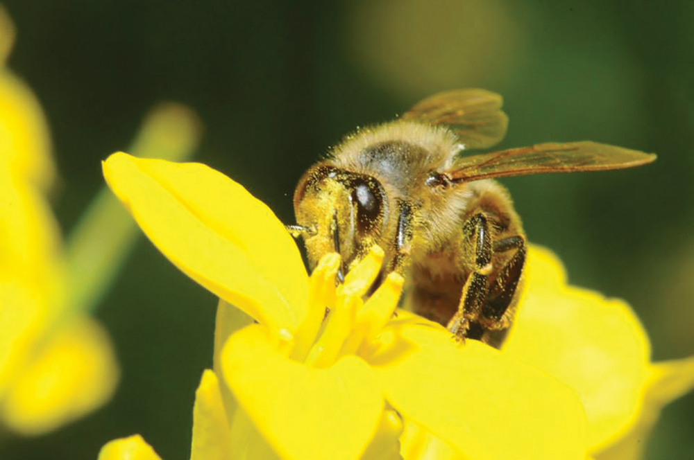 The European honeybee, vital to pollination and the honey industry but not suitable for all crops such as seed alfalfa or some fruit or greenhouse crops.