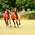 Yearlings are like early teens — they can be physically mature, but they still have plenty of maturing to do.