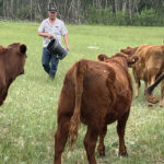 Dale Myhre, seen here feeding heifers in a 2019 photo, says valuing Crown land improvements needs to be systematically done to avoid conflicts.