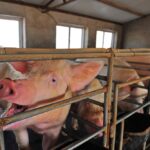 File photo of hogs on a Chinese farm. (Songqiuju/iStock/Getty Images)