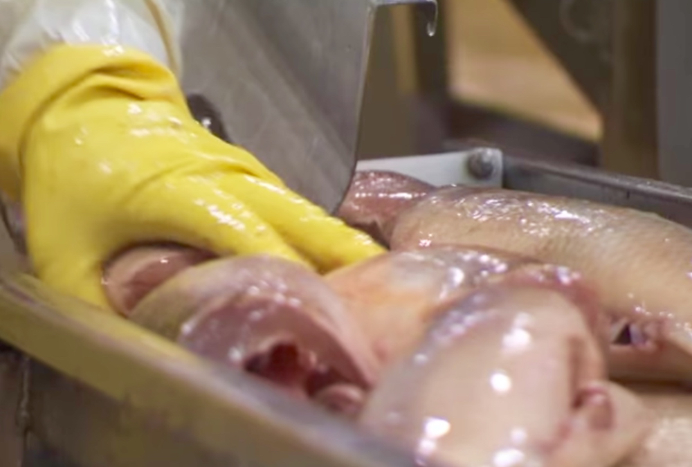 In 2019, the federal government appointed an interlocutor to assess the possibility of transitioning the Freshwater Fish Marketing Corporation to a harvester-led model.