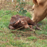 Keep a close watch for these issues when calving