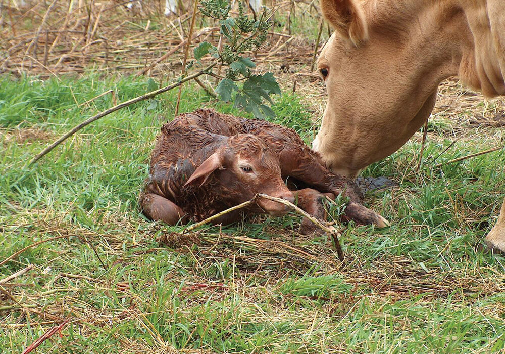 Keep a close watch for these issues when calving