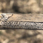 Blackleg and verticillium stripe are sometimes even found in the same plant.