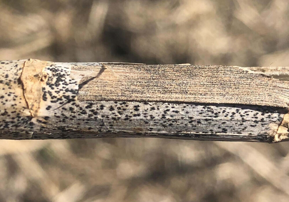 Blackleg and verticillium stripe are sometimes even found in the same plant.  