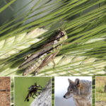 Wolf spiders, robber flies, coyotes and burrowing owls are happy to dine on grasshoppers.