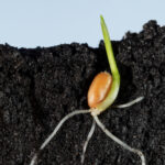 Seed regulation consultations are expected to change the way farmers can access seed, and their input is being sought.