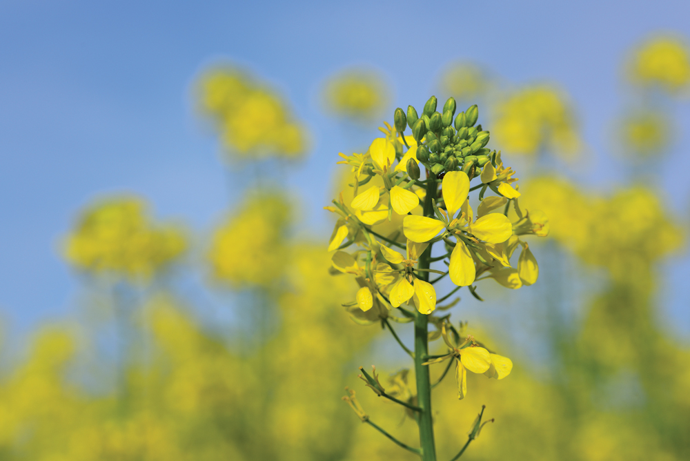 Chorney given Canola Award of Excellence