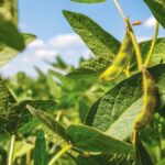 India’s soybean planting could rise by over 10 per cent on record prices