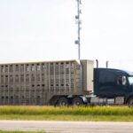 File photo of hogs in transit near Red Deer, Alta. (Stefonlinton/iStock/Getty Images)