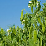 Roquette initially thought the bulk of its peas for its processing facility would come from Saskatchewan, but so far Manitoba producers have risen to the challenge.