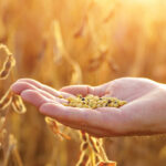 Manitoba Pulse and Soybean Growers saw funding rebound in 2020