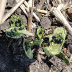 Flea beetles.
