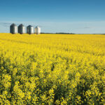 Current cash prices suggest a level of desperation among commercial traders to grab whatever canola remains in farmers’ bins.