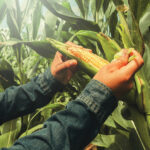 Mexico is self-sufficient in white corn, but has been importing plenty of GMO yellow corn, mainly for livestock feed.