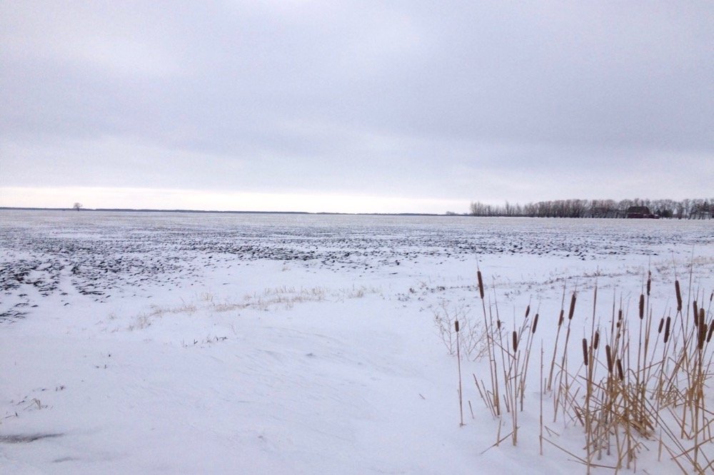 Snow cover in southern Manitoba has been sparse this winter, as shown across this field east of Starbuck, Man. (MarketsFarm photo by Glen Hallick)
