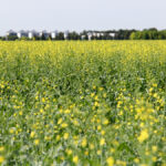 Canada needs a large canola crop this year to restock tight supplies, which doesn’t change the fact that the crop remains expensive to grow.