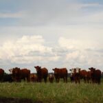 (Photo courtesy Canada Beef Inc.)