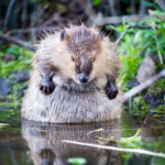 Beavers unlikely inspiration in drought mitigation