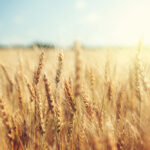 Favourable Australian weather spells second bumper wheat harvest