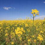 An expected increase in canola production in 2021 isn’t expected to improve ending stocks for 2021-22.