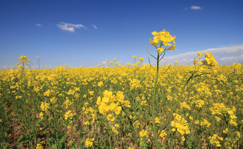An expected increase in canola production in 2021 isn’t expected to improve ending stocks for 2021-22.