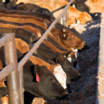 Pilot project to try veterinary health products on for size