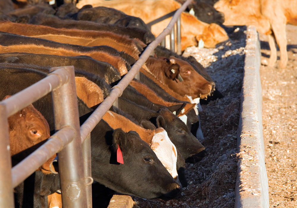 Pilot project to try veterinary health products on for size