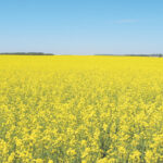 Manitoba has no room to ride the ‘yellow wave’ as canola prices have spiked.