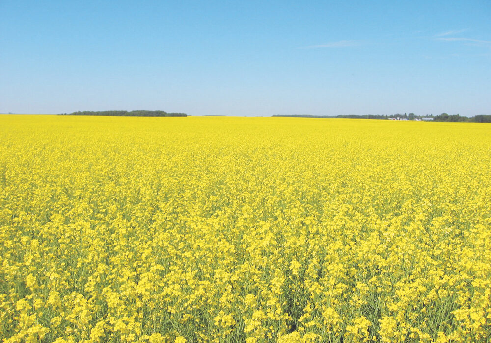Manitoba has no room to ride the ‘yellow wave’ as canola prices have spiked.