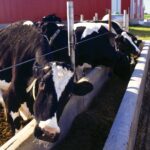 Most of what cows in Canada eat is grown on their home farm or locally.