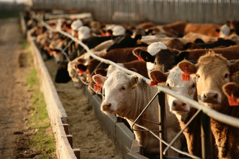 (Photo courtesy Canada Beef Inc.)
