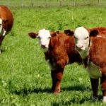 Focusing on the big three calf conditions will pay