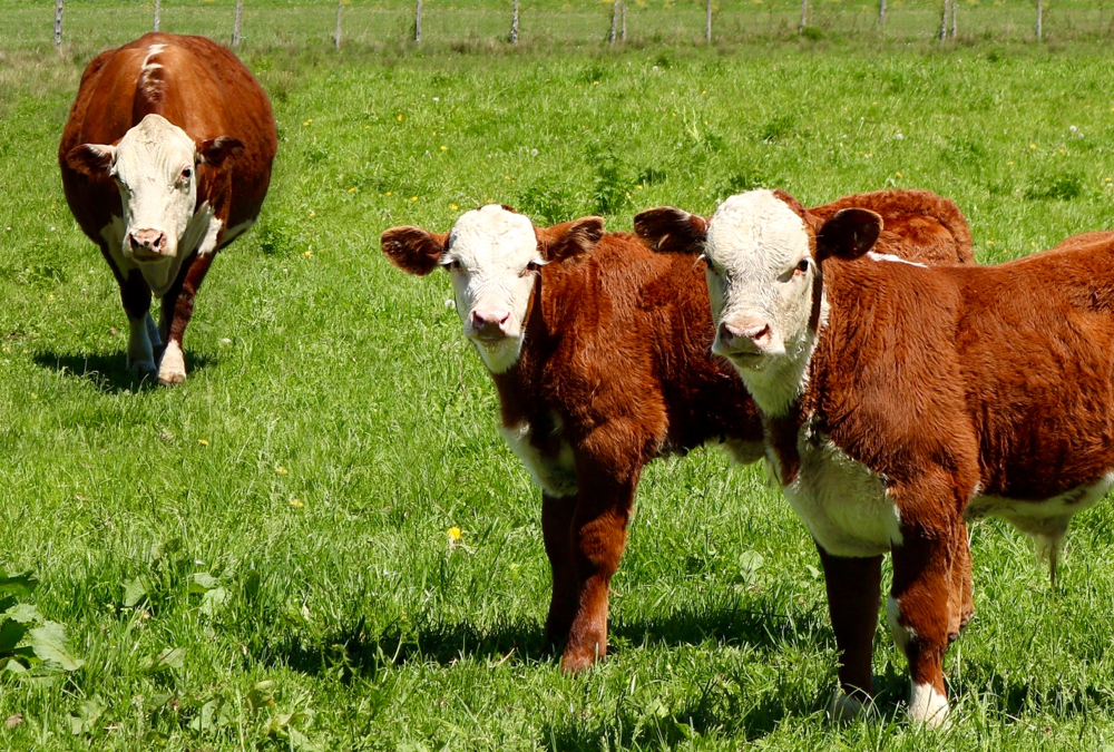 Focusing on the big three calf conditions will pay